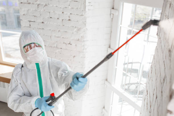 Best Black Mold Removal  in Polk City, FL