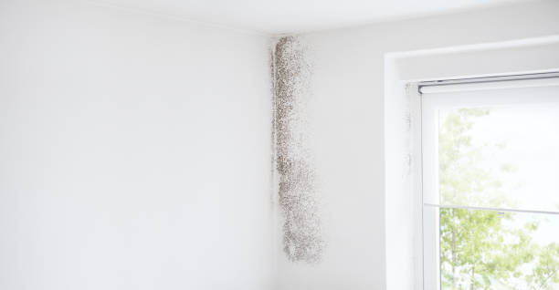Best Asbestos and Lead Testing During Mold Inspection  in Polk City, FL