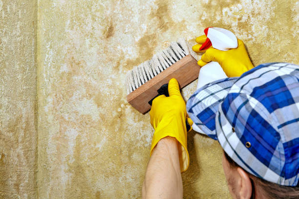  Polk City, FL Mold Removal Pros