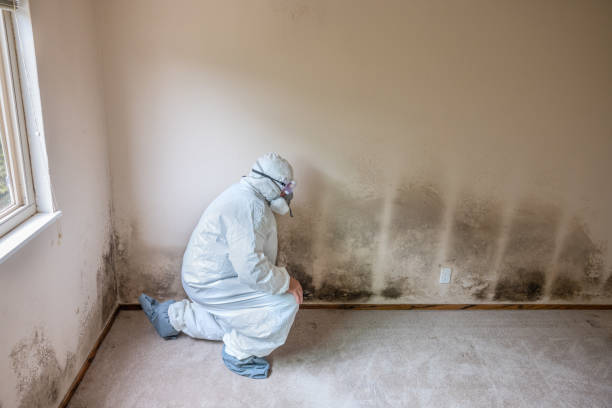 Best Water Damage & Mold Remediation  in Polk City, FL
