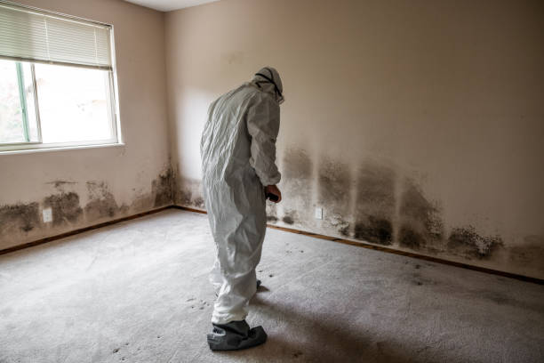 Best Emergency Mold Remediation  in Polk City, FL
