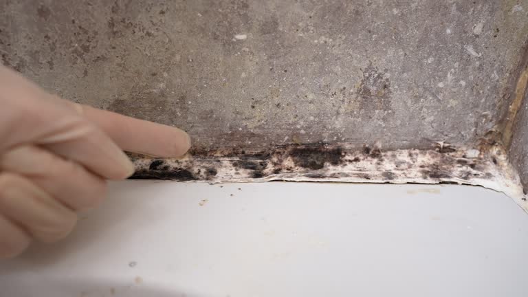 Best HVAC Mold Inspection and Cleaning  in Polk City, FL