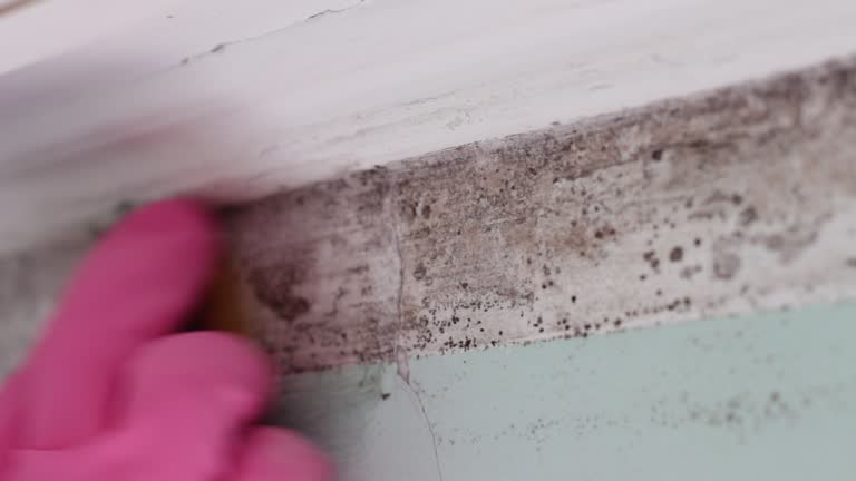 Best Air Quality Testing for Mold Spores  in Polk City, FL